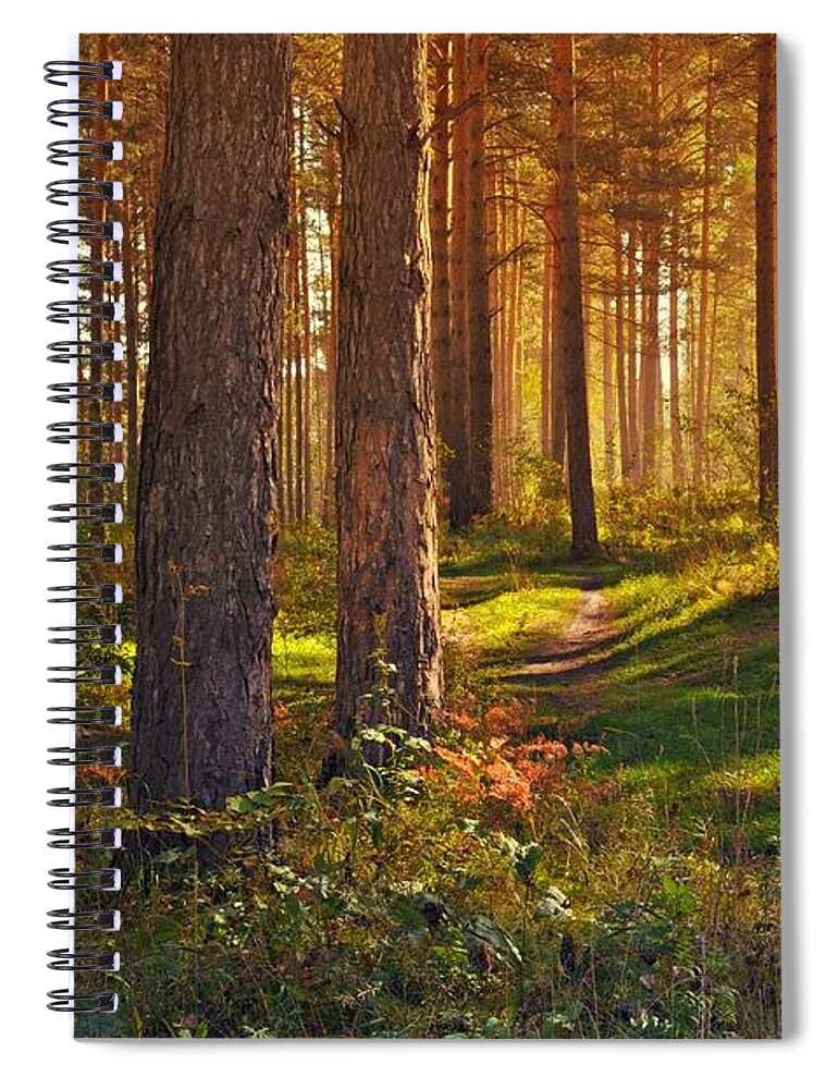 Maine Spiral Notebook featuring the photograph Maine Pine Forest Bathed in light by Movie Poster Prints
