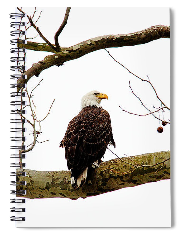 Eagle Spiral Notebook featuring the photograph The Majestic by Trina Ansel