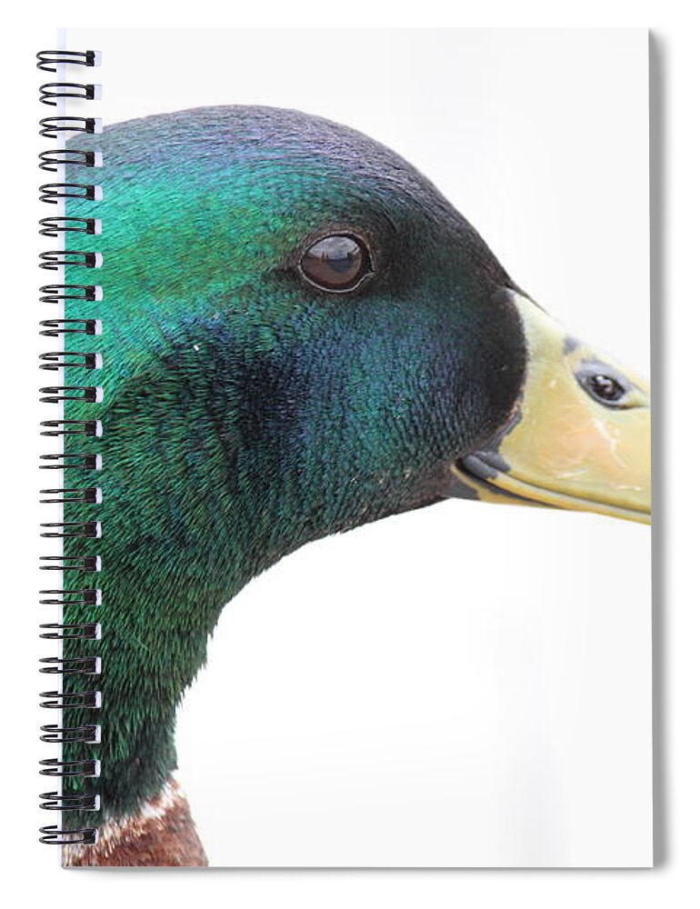 Duck Spiral Notebook featuring the photograph Majestic Mallard by Jennifer E Doll