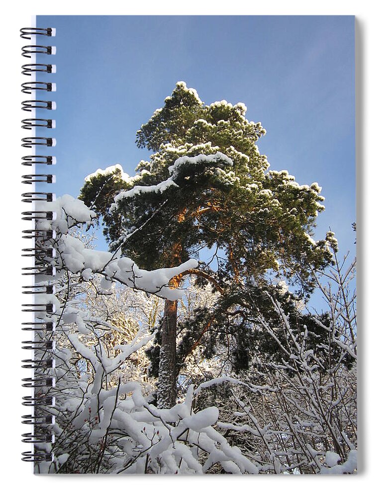 Tree Spiral Notebook featuring the photograph Majestically in white by Rosita Larsson