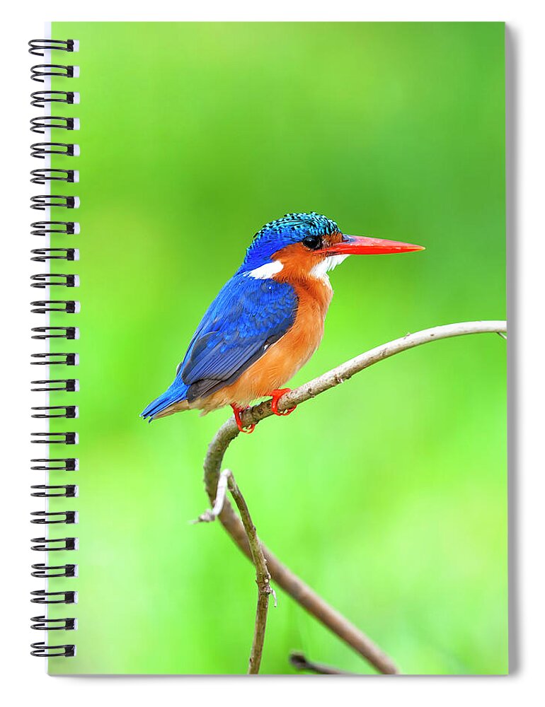 Tanzania Spiral Notebook featuring the photograph Malachite Kingfisher Alcedo Cristata by Guenterguni