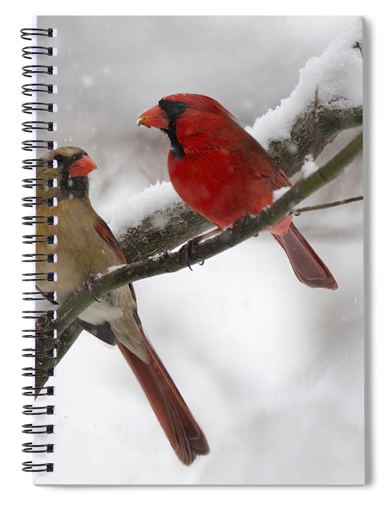 Birds Spiral Notebook featuring the photograph Male and Female Cardinal by Ann Bridges