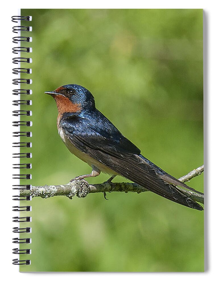 Marsh Spiral Notebook featuring the photograph Male Barn Swallow Hirundo rustica DSB262 by Gerry Gantt