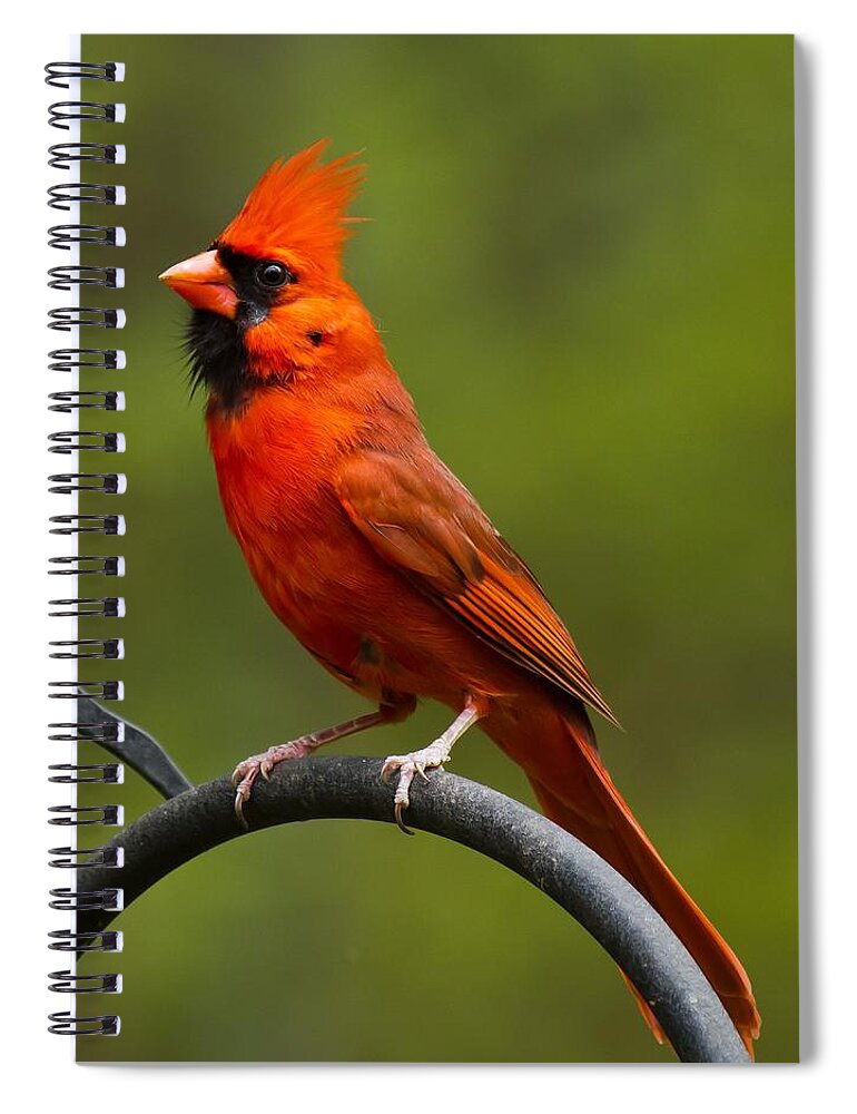 Male Cardinal Spiral Notebook featuring the photograph Male Cardinal by Robert L Jackson