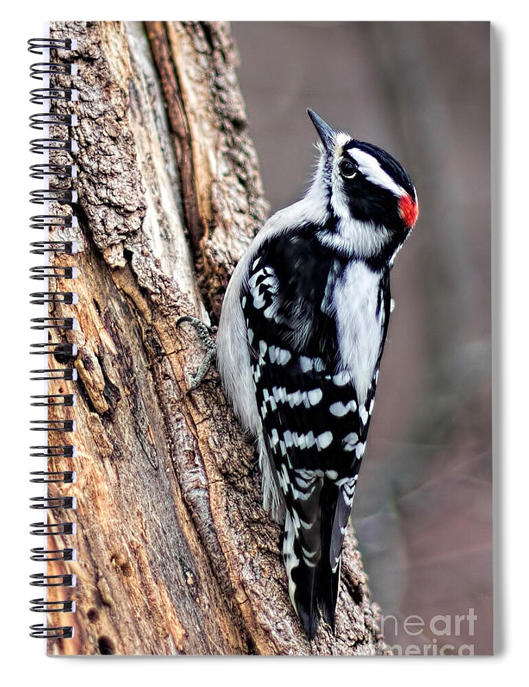 Downey Woodpecker Spiral Notebook featuring the photograph Male Downy Woodpecker by Barbara McMahon