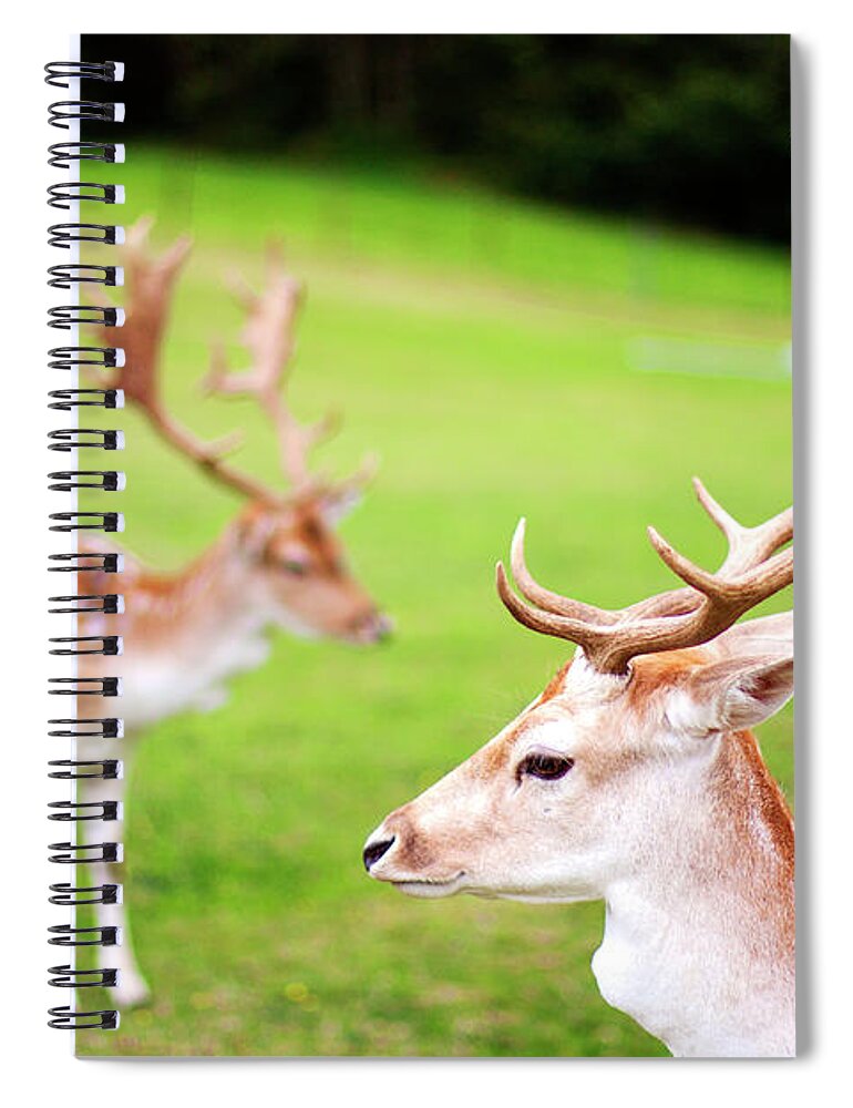Grass Spiral Notebook featuring the photograph Male Fallow Deer by © Nadège Torrentgeneros