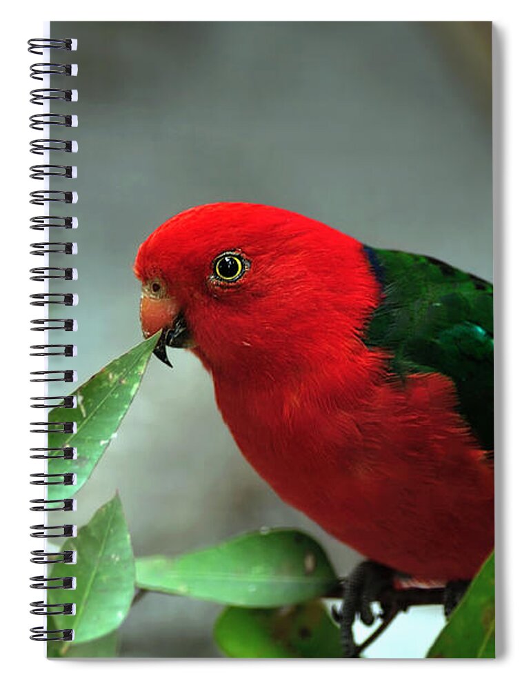 Photography Spiral Notebook featuring the photograph Male King Parrot by Kaye Menner