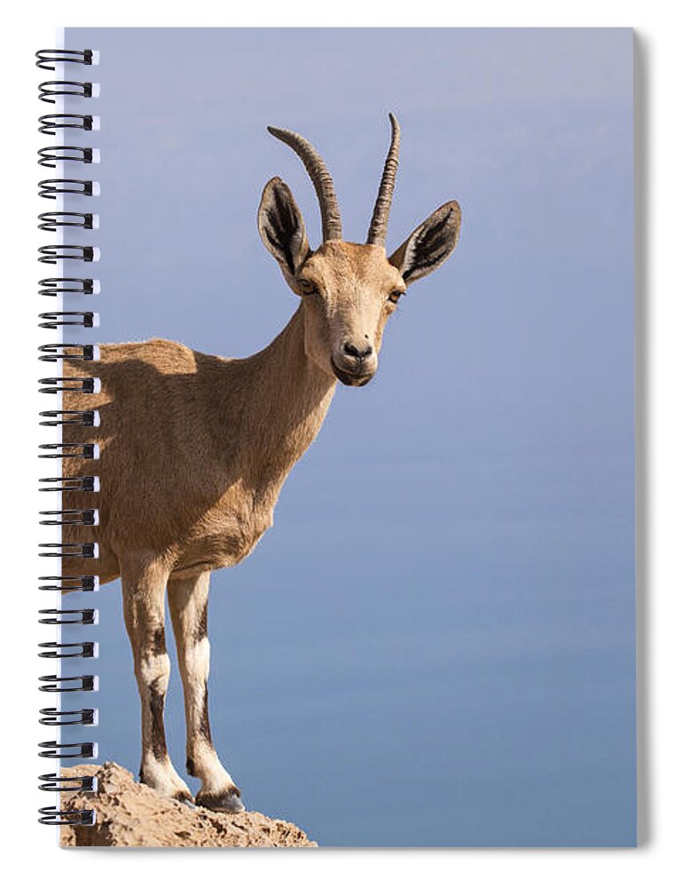 Ibex Spiral Notebook featuring the photograph Male Nubian Ibex 1 by Eyal Bartov