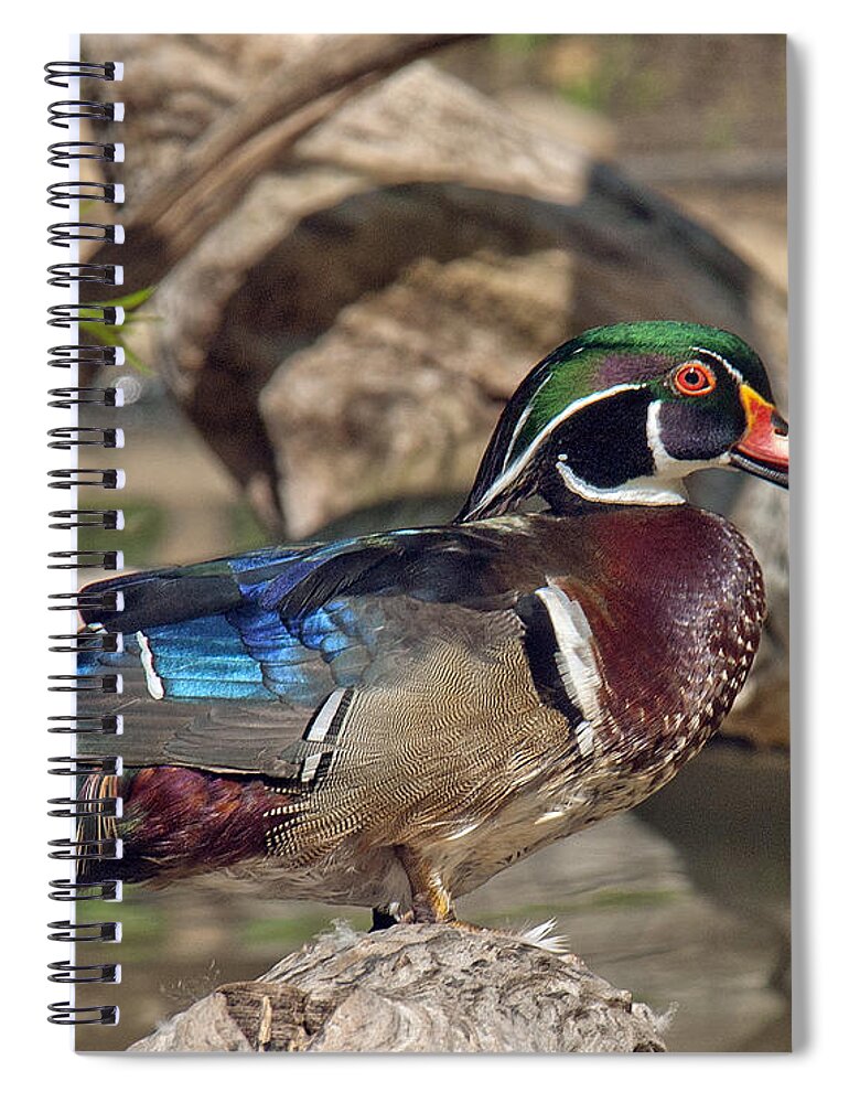 Marsh Spiral Notebook featuring the photograph Male Wood Duck DWF029 by Gerry Gantt