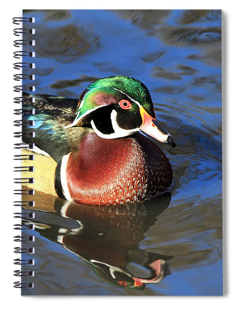 Bird Spiral Notebook featuring the photograph Male Wood Duck by Teresa Zieba