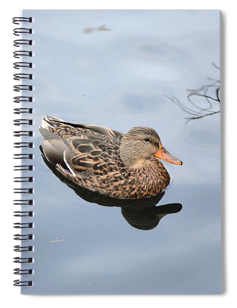 Hen Spiral Notebook featuring the photograph Mallard Duck Smile by Roxy Hurtubise