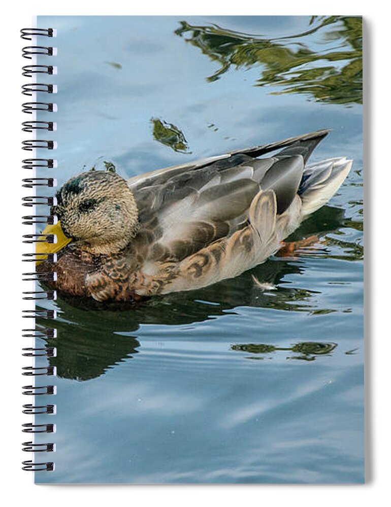 Hen Spiral Notebook featuring the photograph Solitaire Mallard Duck by Roxy Hurtubise