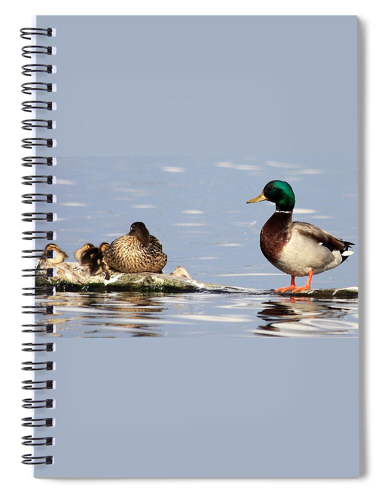 Family Spiral Notebook featuring the photograph Mallard Family by Shane Bechler