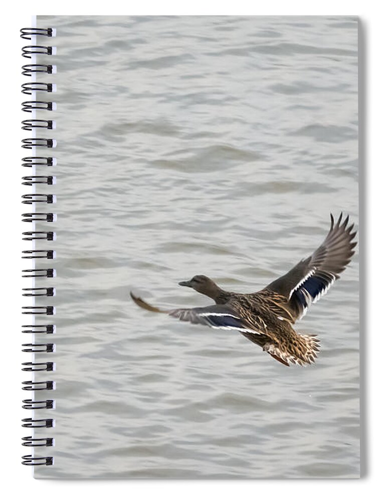 Mallard Spiral Notebook featuring the photograph Mallard Hen in Flight by Holden The Moment