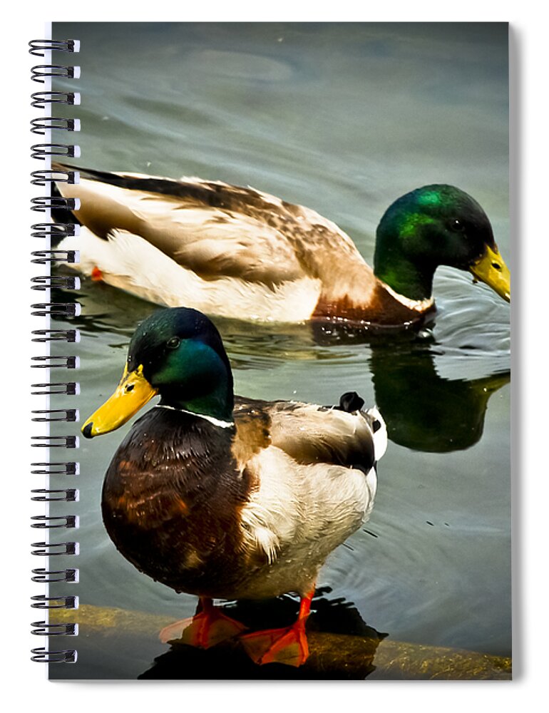 Avian Spiral Notebook featuring the photograph Mallards on Mendota by Christi Kraft