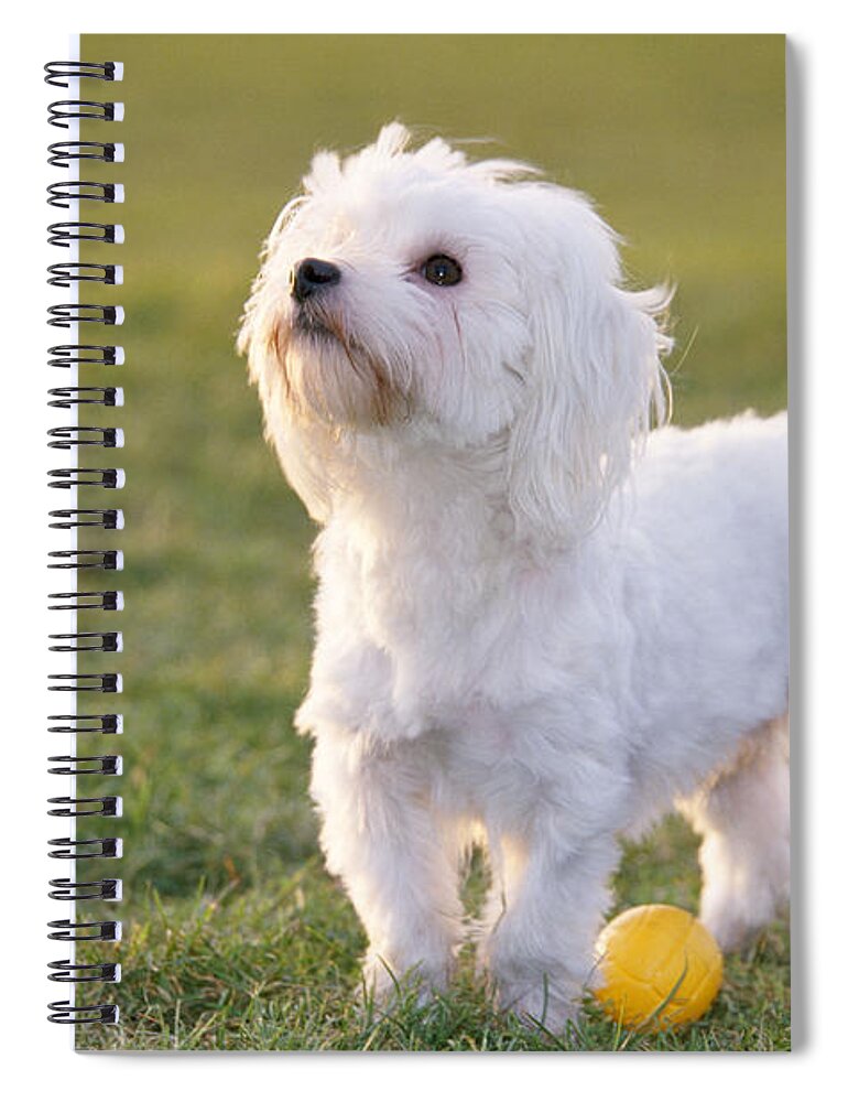 Dog Spiral Notebook featuring the photograph Maltese With Ball by Johan De Meester