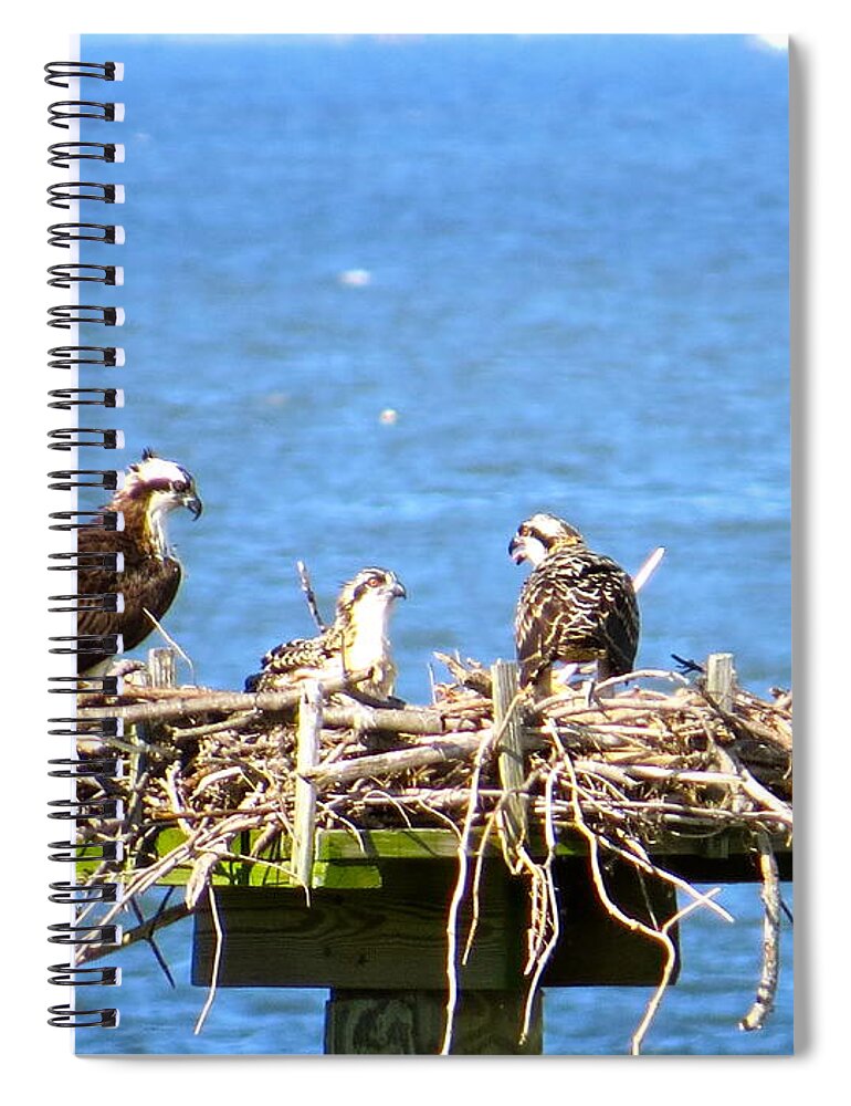 Osprey Spiral Notebook featuring the photograph Mama Osprey And Her Babies by Nancy Patterson