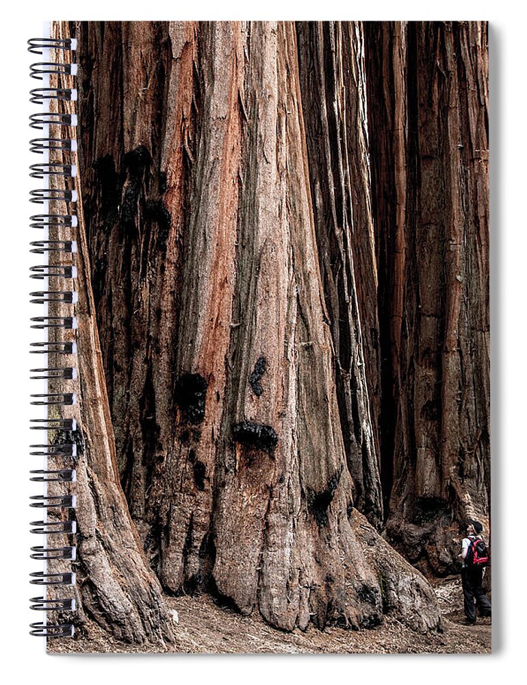People Spiral Notebook featuring the photograph Man And Giant Redwood Trees by Cultura Rm Exclusive/julian Love