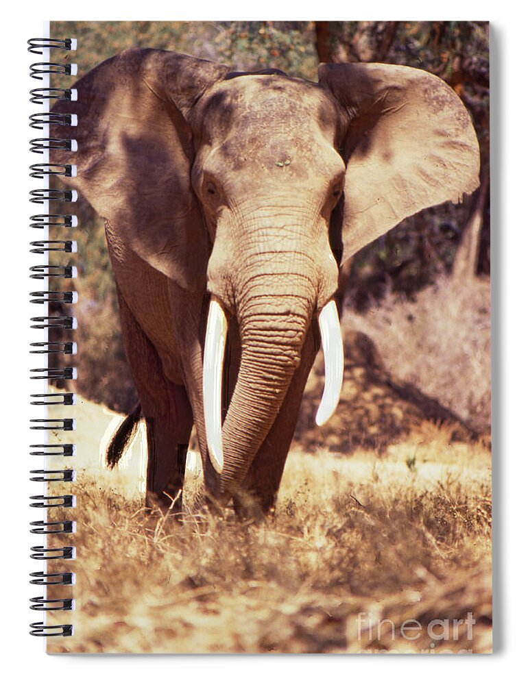 Mana Pools Spiral Notebook featuring the photograph Mana Pools Elephant by Jeremy Hayden