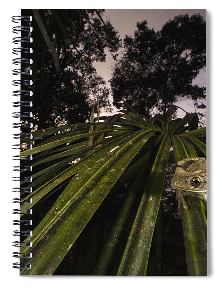 Cyril Ruoso Spiral Notebook featuring the photograph Manaus Slender-legged Treefrog by Cyril Ruoso