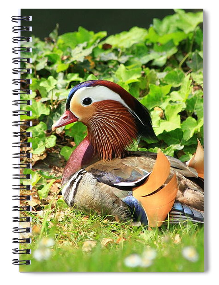 Animal Spiral Notebook featuring the photograph Mandarin Duck in the grass by Amanda Mohler