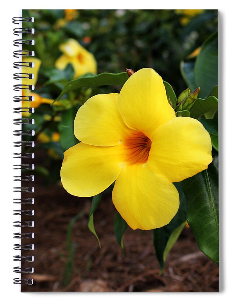Mandevilla Spiral Notebook featuring the photograph Mandevilla by Judy Vincent