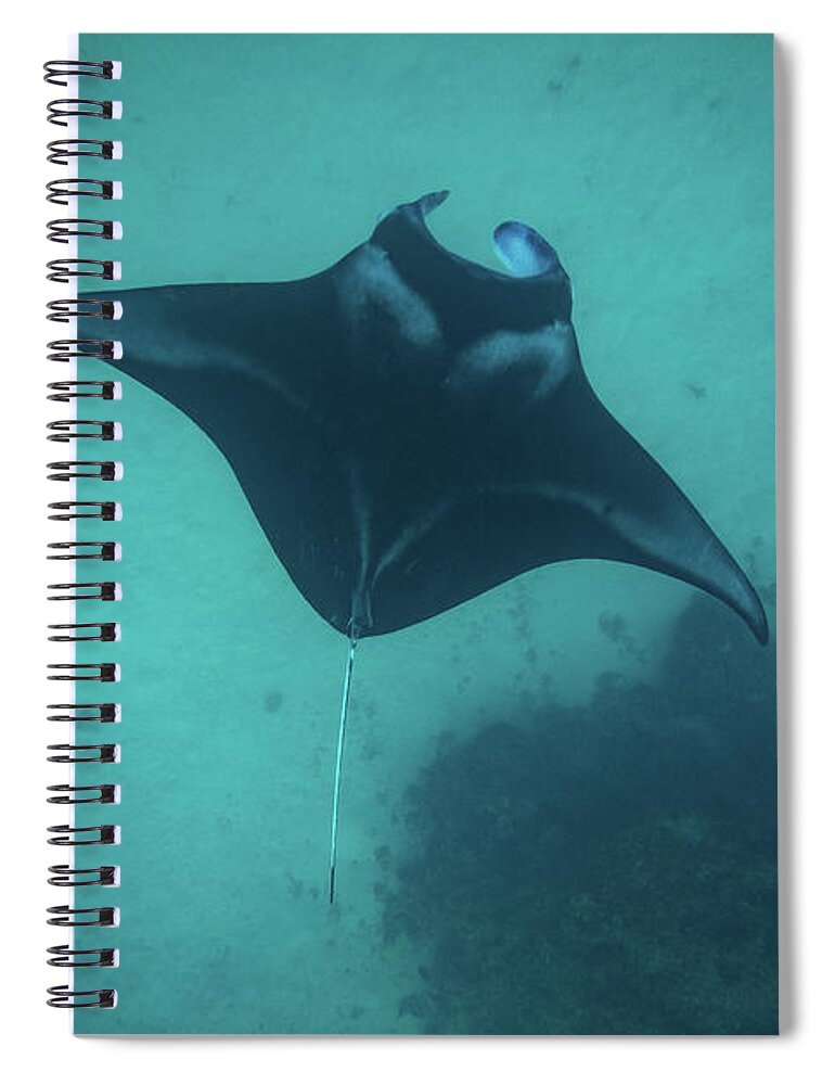 Photography Spiral Notebook featuring the photograph Manta Ray Swimming In The Pacific by Panoramic Images