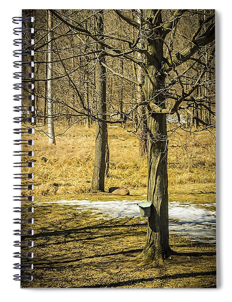 Trees Spiral Notebook featuring the photograph Maple Syrup Time by LeeAnn McLaneGoetz McLaneGoetzStudioLLCcom