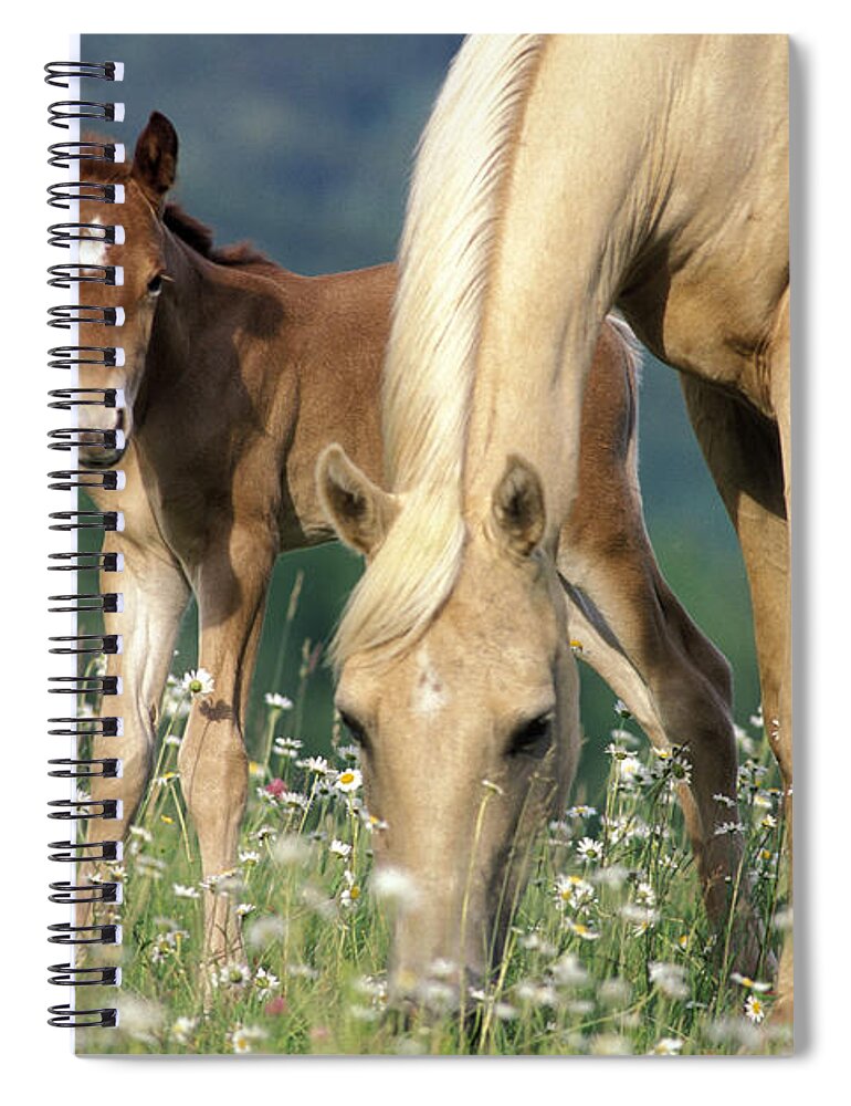 Horse Spiral Notebook featuring the photograph Mare And Foal In Meadow by Rolf Kopfle