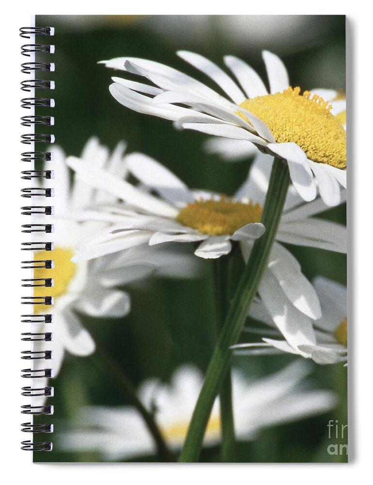 Heiko Spiral Notebook featuring the photograph Marguerite blossom by Heiko Koehrer-Wagner