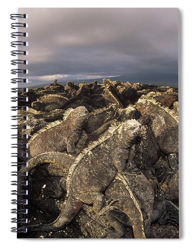 Feb0514 Spiral Notebook featuring the photograph Marine Iguana Colony Basking Galapagos by Tui De Roy