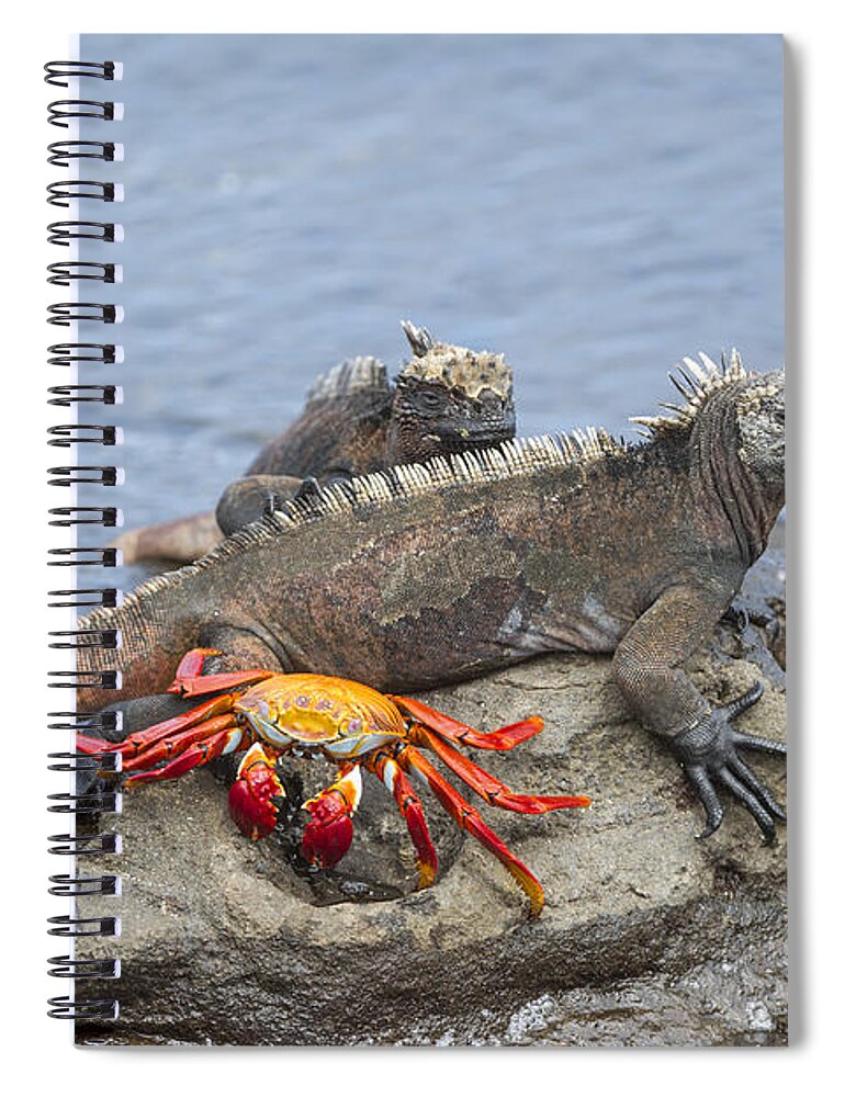 Tui De Roy Spiral Notebook featuring the photograph Marine Iguana Pair And Sally Lightfoot by Tui De Roy