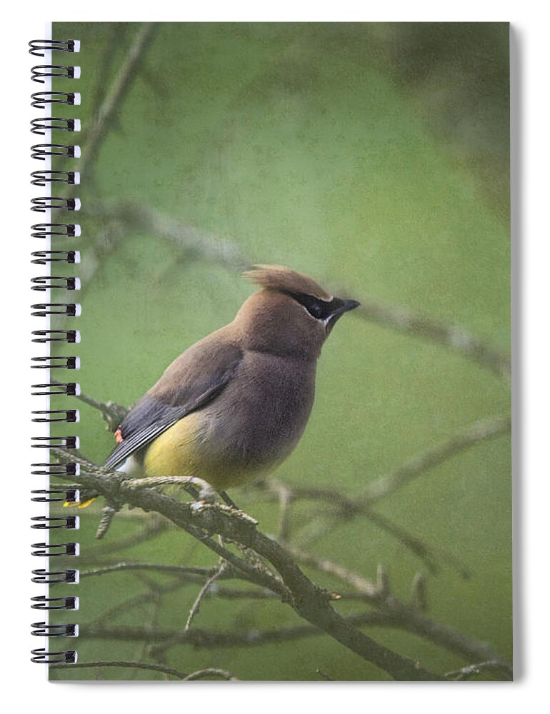 Cedar Waxwing Spiral Notebook featuring the photograph Masked Beauty by Sue Capuano