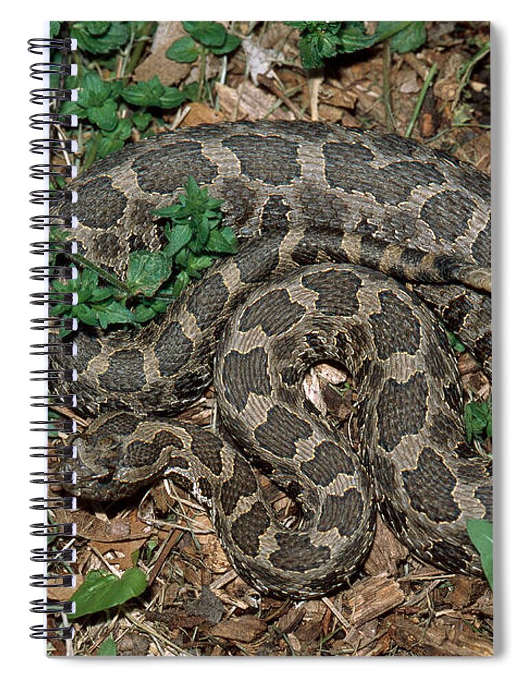 Animal Spiral Notebook featuring the photograph Massasauga Rattlesnake by Karl H. Switak