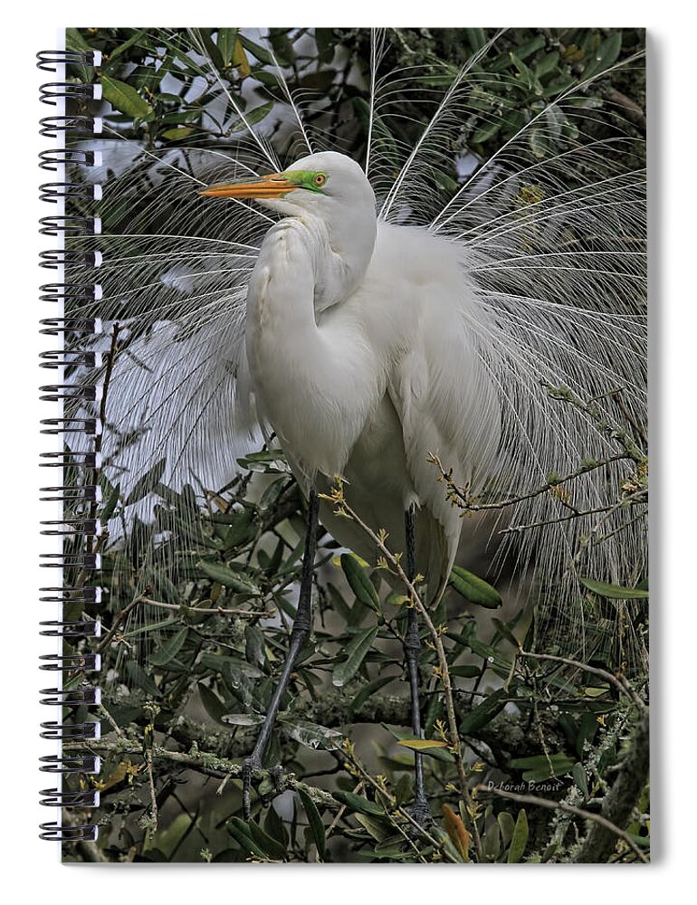 Egret Plummage Spiral Notebook featuring the photograph Mating Plumage by Deborah Benoit
