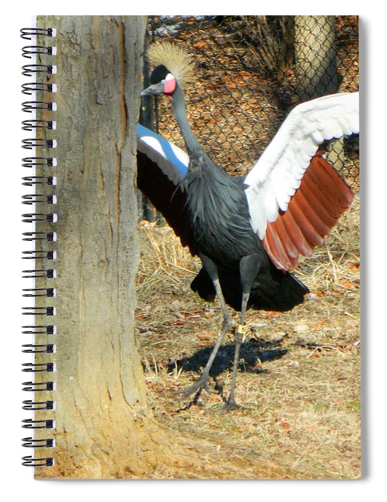 Birds Spiral Notebook featuring the photograph May I Have This Dance? by Emmy Vickers