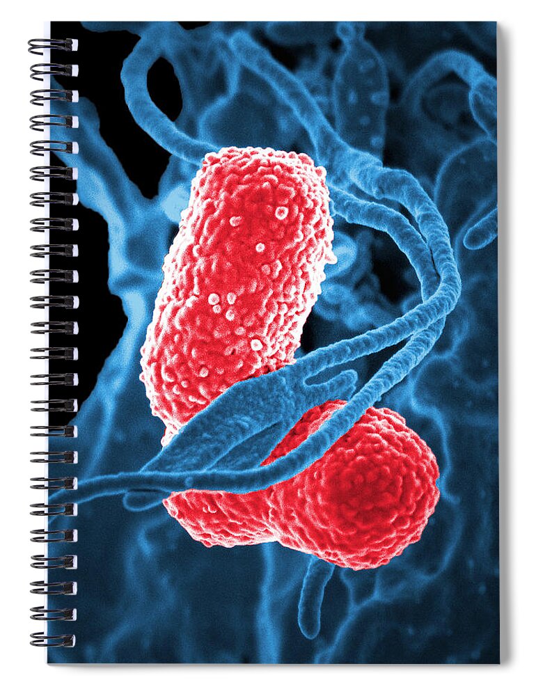Science Spiral Notebook featuring the photograph Mdr Pathogen, Klebsiella Pneumoniae, Sem by Science Source