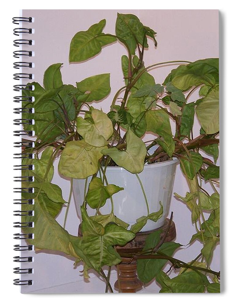 Plant Spiral Notebook featuring the photograph Me And My Shadow by Jackie Mueller-Jones
