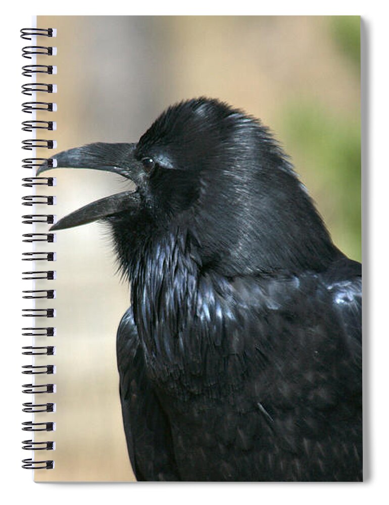 Raven Spiral Notebook featuring the photograph Meet my friend  Where did he go by Frank Madia