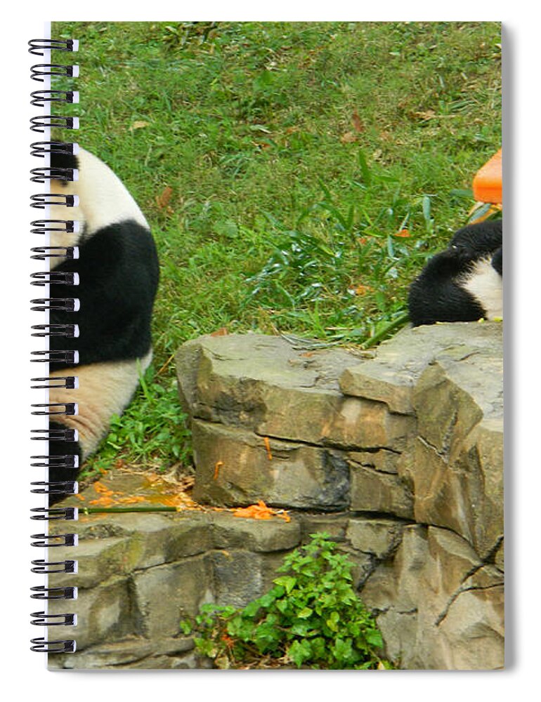 Mei Xiang And Bao Bao In Celebration Spiral Notebook featuring the photograph Mei Xiang and Bao Bao In Celebration by Emmy Vickers