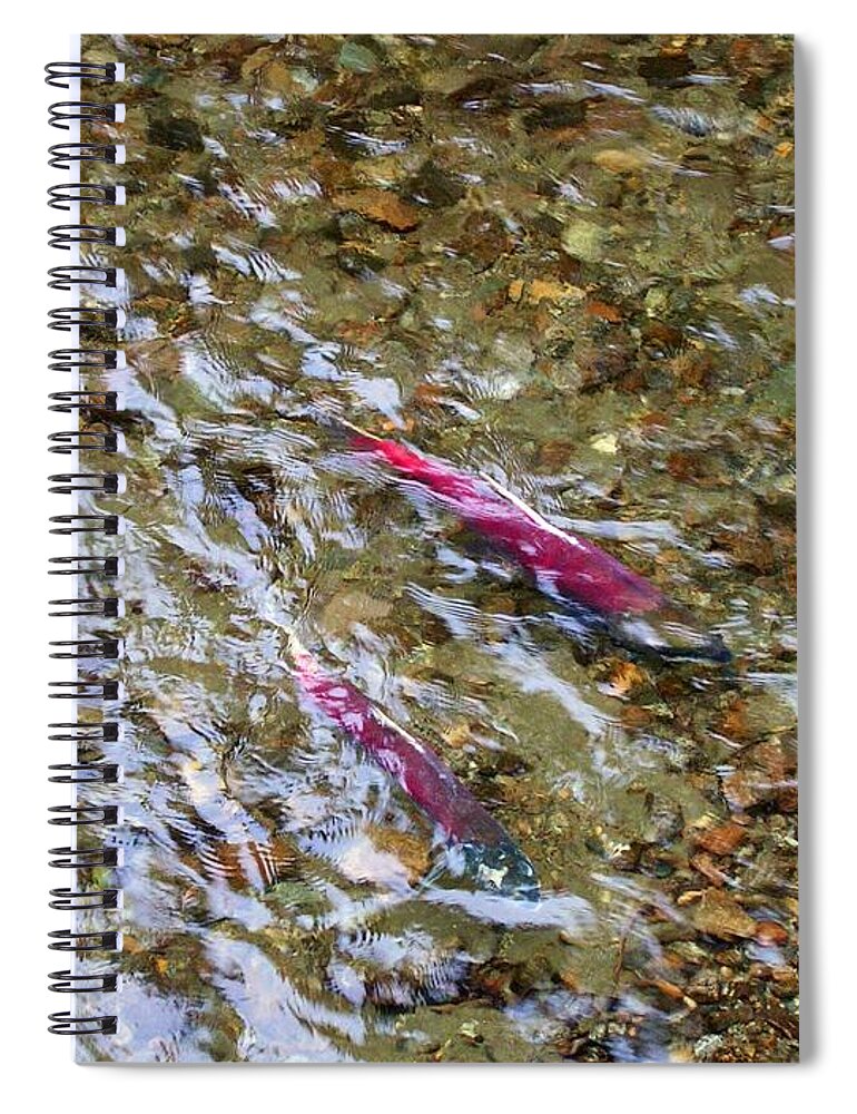 Salmon Spiral Notebook featuring the pyrography Mendenhall Salmon by Annika Farmer