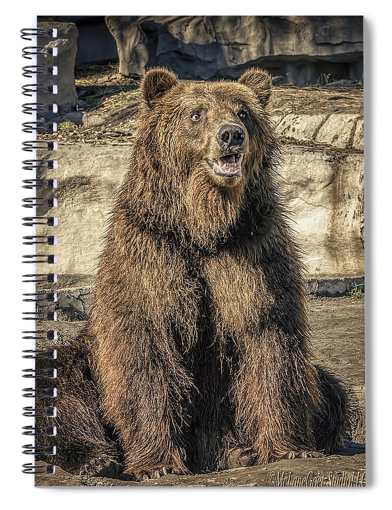 Grizzly Spiral Notebook featuring the photograph Merry Grizzly Bear   by LeeAnn McLaneGoetz McLaneGoetzStudioLLCcom