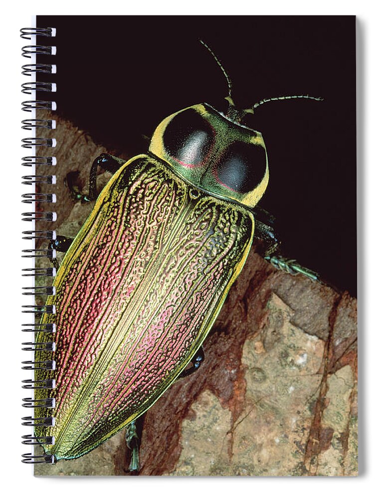 Feb0514 Spiral Notebook featuring the photograph Metallic Wood-boring Beetle Panama by Mark Moffett