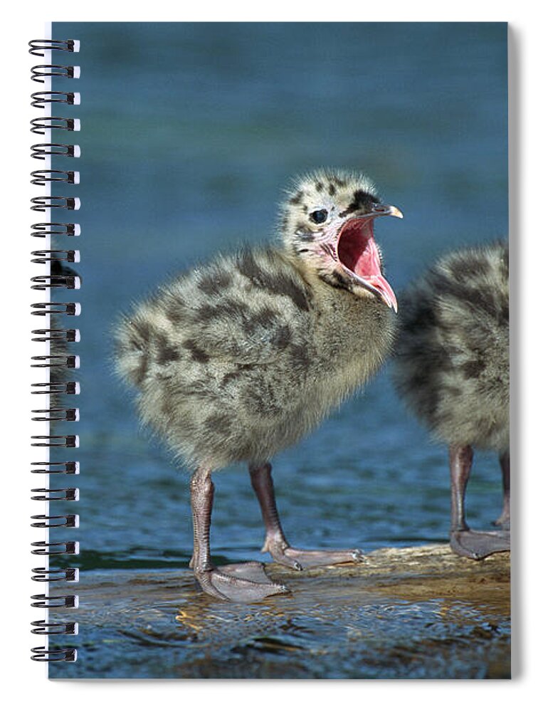 00220202 Spiral Notebook featuring the photograph Mew Gull Three Chicks by Tom Vezo
