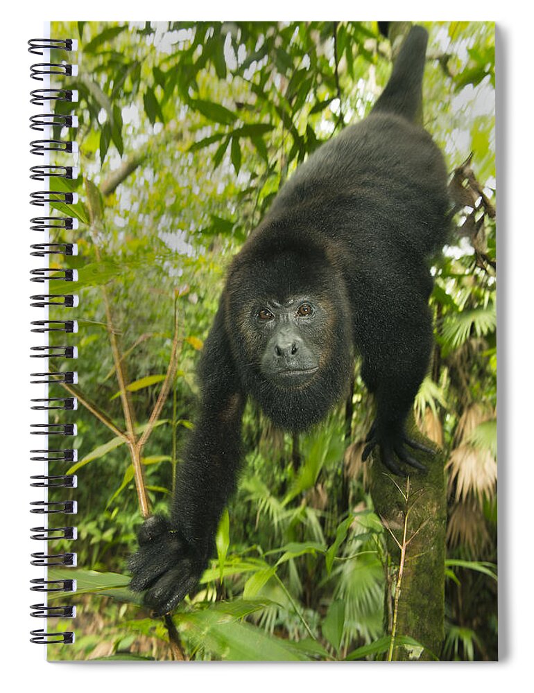 Kevin Schafer Spiral Notebook featuring the photograph Mexican Black Howler Monkey Belize by Kevin Schafer