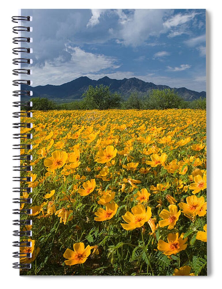 Feb0514 Spiral Notebook featuring the photograph Mexican Golden Poppies Arizona by Tom Vezo