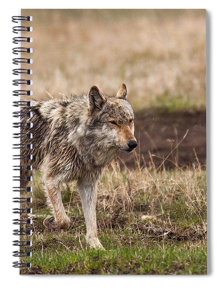 Wolf Spiral Notebook featuring the photograph Middle Gray by Kevin Dietrich