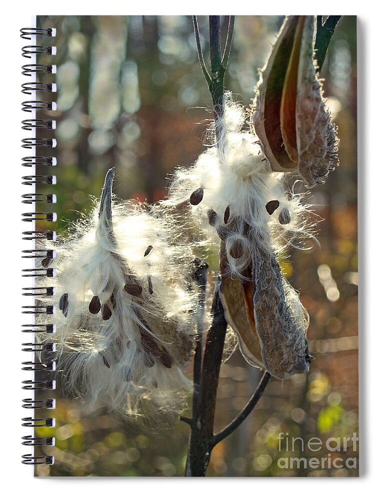 Milkweed Pod Spiral Notebook featuring the photograph Milkweed Seed Pods Back-lit in Marsh by Anna Lisa Yoder