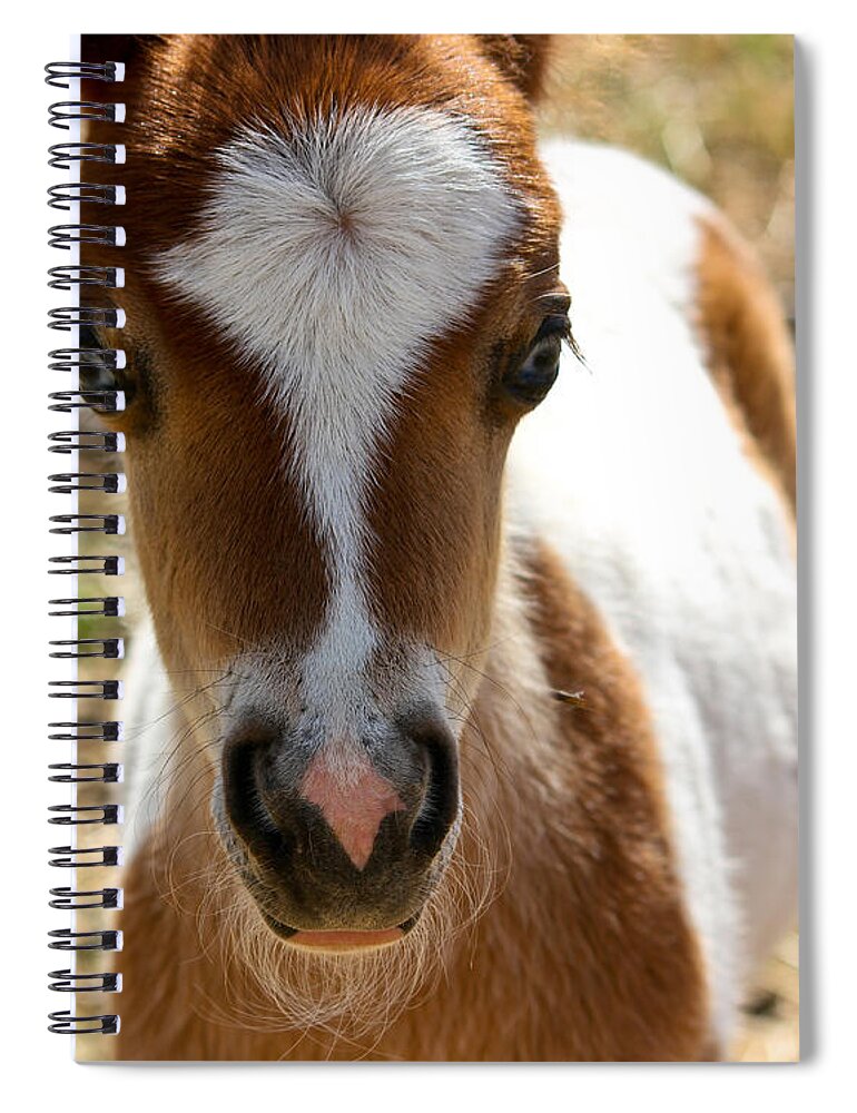 Mini Horse Spiral Notebook featuring the photograph Mini Mini by Ann Ranlett