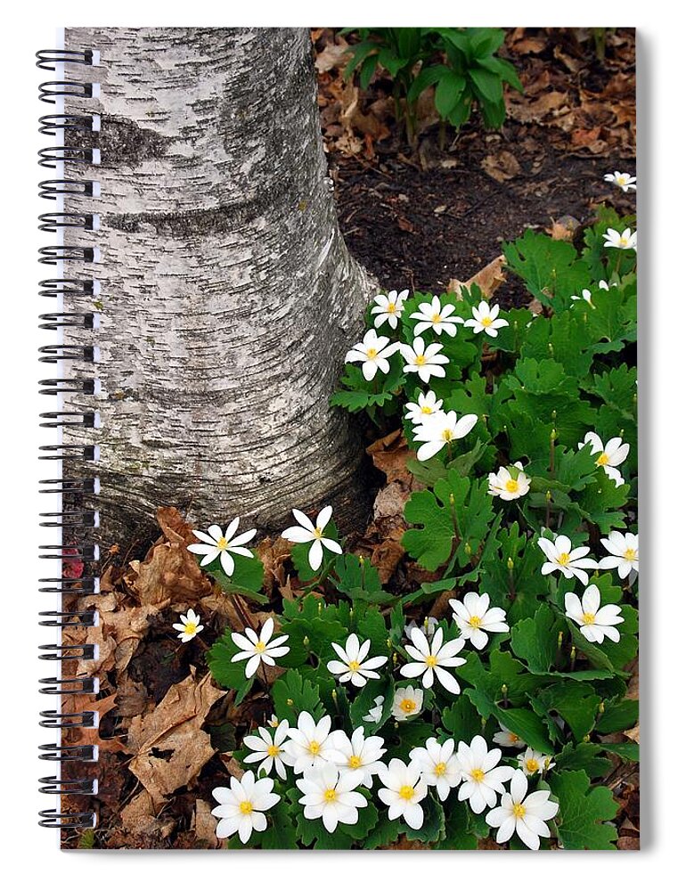 Bloodroot Spiral Notebook featuring the photograph Minnesota Birch and Bloodroot Wildflowers by Cascade Colors